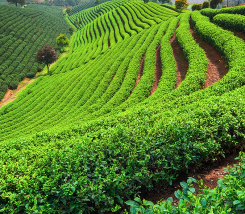 茉香绿茶  奶茶专用 入口甘醇  500g*20包/箱